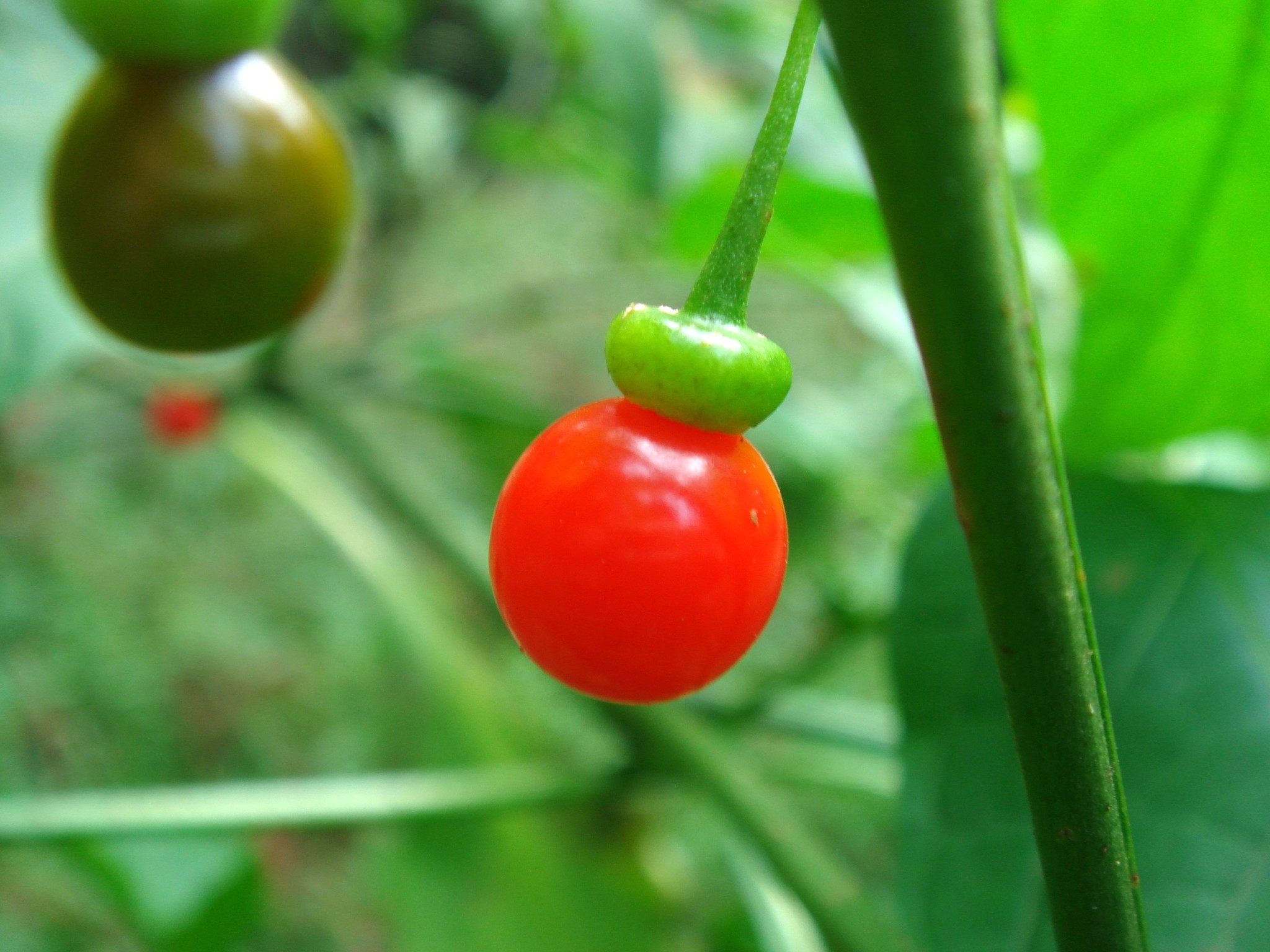 Tubocapsicum anomalum (Franchet et Savatier) Makino